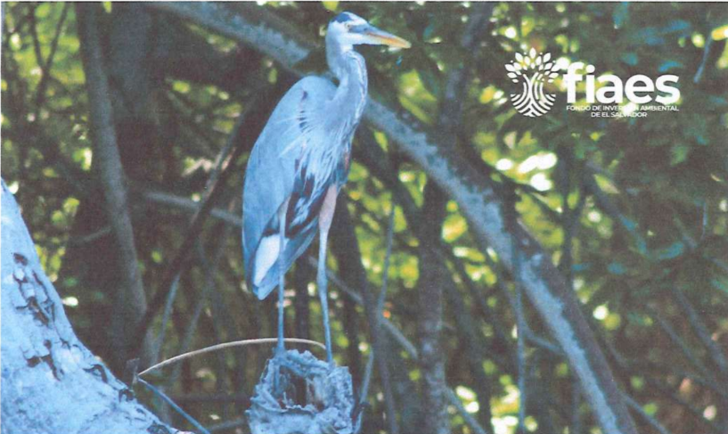 Inversión en elementos claves de conservación de la región hidrográfica y sitio Ramsar Complejo Jaltepeque, El Salvador.