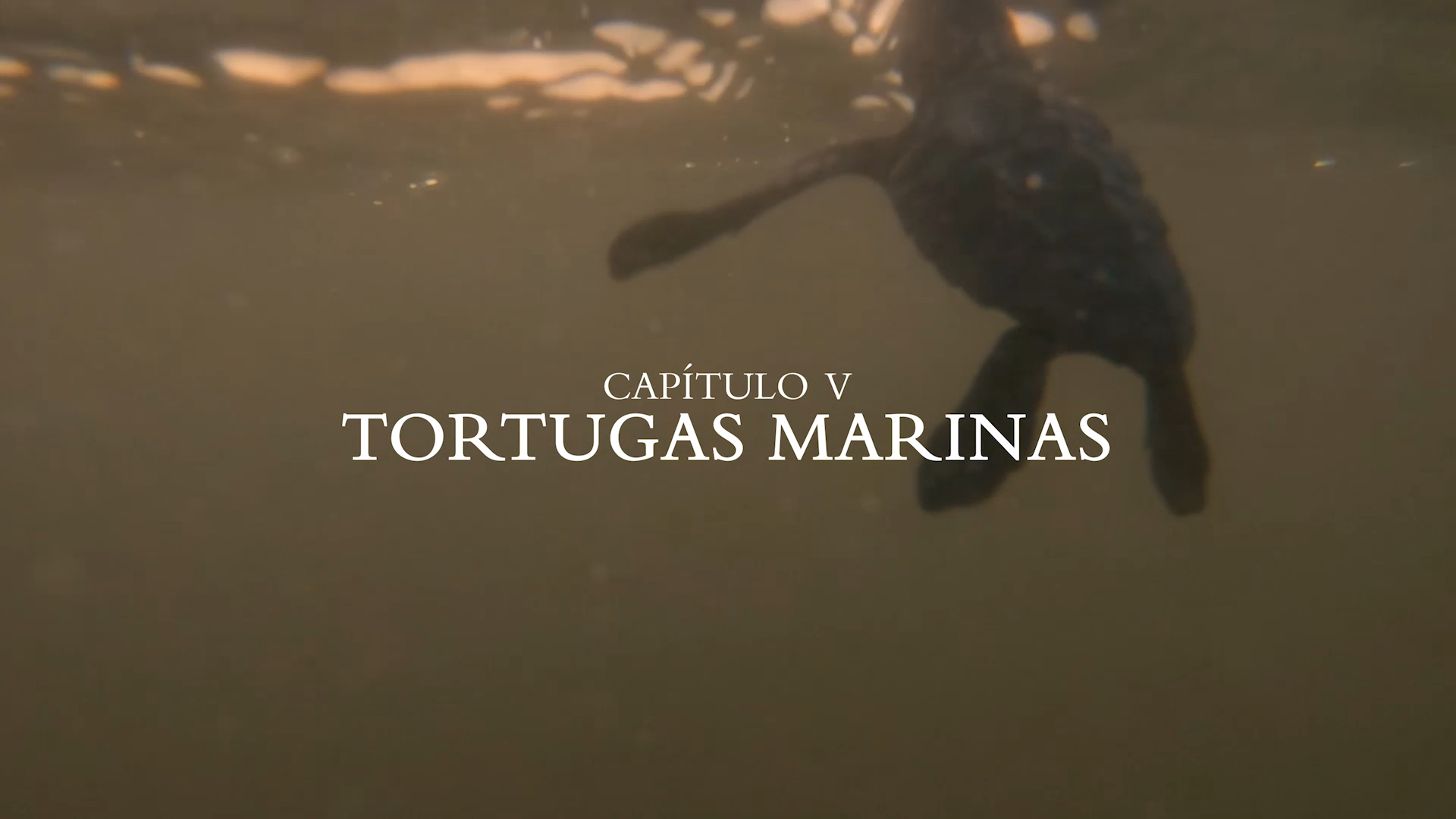 Tortugas Marinas