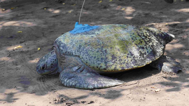 tortuga con rastreador